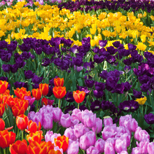 Afbeelding in Gallery-weergave laden, Sock My Tulips
